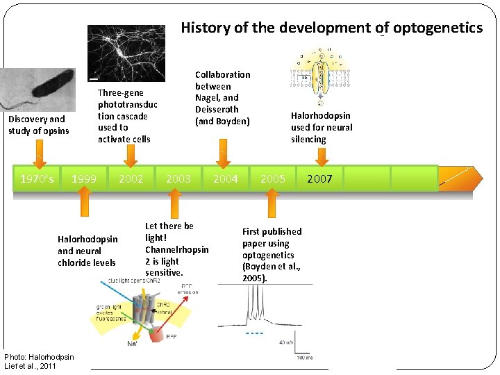 History of the development of optogenetics Three-gene phototransduc tion cascade used to activate cells