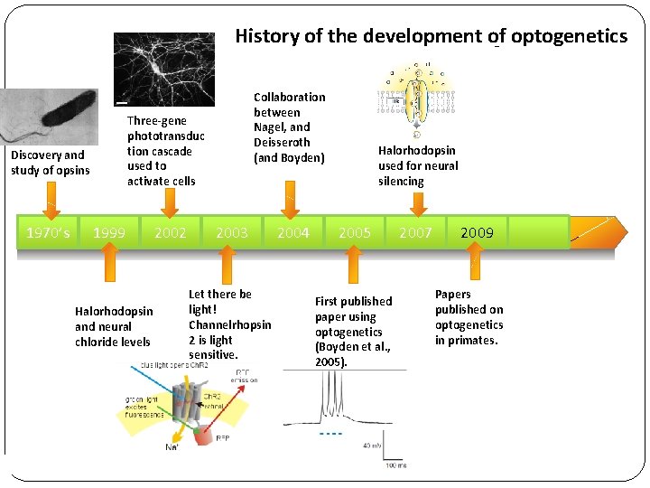 History of the development of optogenetics Three-gene phototransduc tion cascade used to activate cells