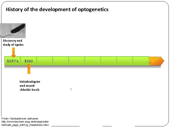 History of the development of optogenetics Three-gene phototransduc tion cascade used to activate cells