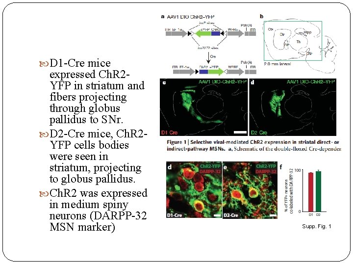  D 1 -Cre mice expressed Ch. R 2 YFP in striatum and fibers