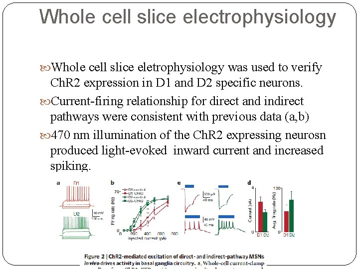 Whole cell slice electrophysiology Whole cell slice eletrophysiology was used to verify Ch. R