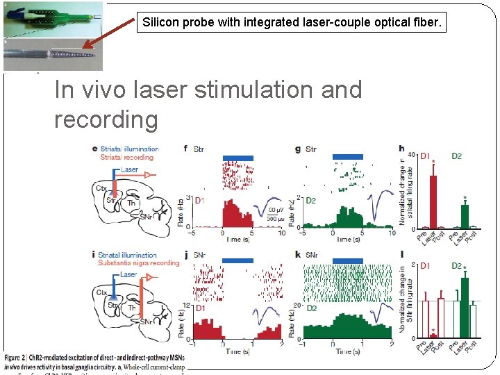 Silicon probe with integrated laser-couple optical fiber. In vivo laser stimulation and recording 