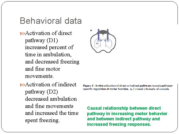 Behavioral data Activation of direct pathway (D 1) increased percent of time in ambulation,
