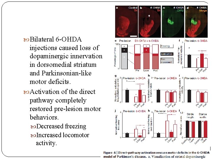  Bilateral 6 -OHDA injections caused loss of dopaminergic innervation in dorsomedial striatum and