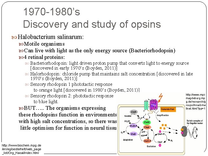 1970 -1980’s Discovery and study of opsins Halobacterium salinarum: Motile organisms Can live with