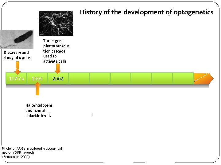 History of the development of optogenetics Three-gene phototransduc tion cascade used to activate cells
