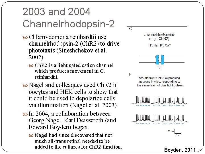 2003 and 2004 Channelrhodopsin-2 Chlamydomona reinhardtii use channelrhodopsin-2 (Ch. R 2) to drive phototaxis