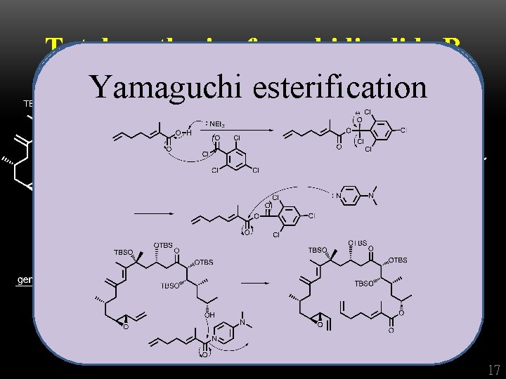 Total synthesis of amphidinolide B Yamaguchi Ring-closing esterification metathesis alkyl 17 