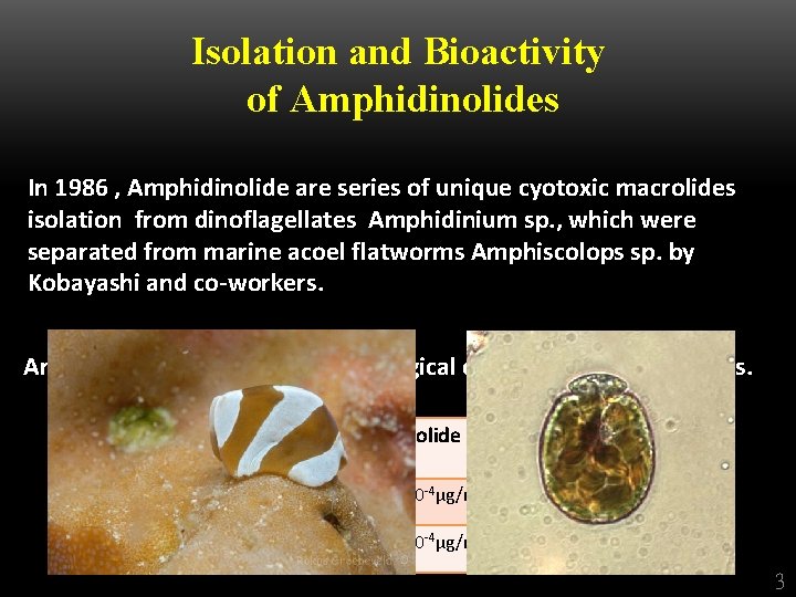 Isolation and Bioactivity of Amphidinolides In 1986 , Amphidinolide are series of unique cyotoxic