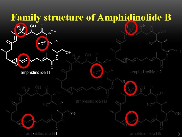 Family structure of Amphidinolide B 5 