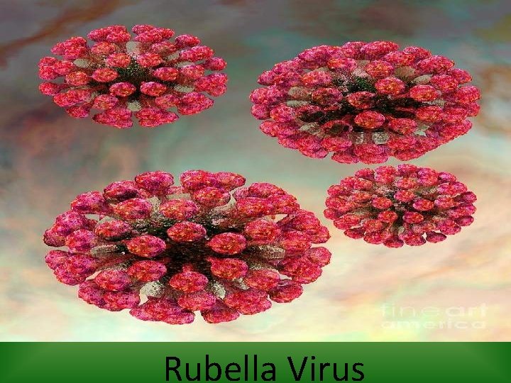 Rubella Virus 