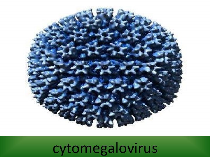 cytomegalovirus 