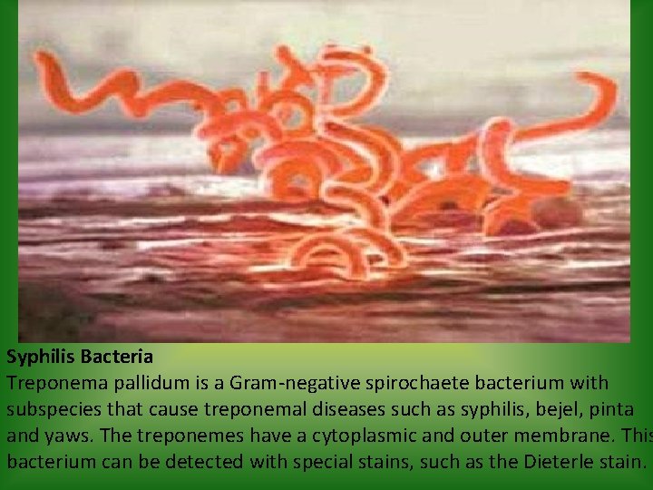 Syphilis Bacteria Treponema pallidum is a Gram-negative spirochaete bacterium with subspecies that cause treponemal