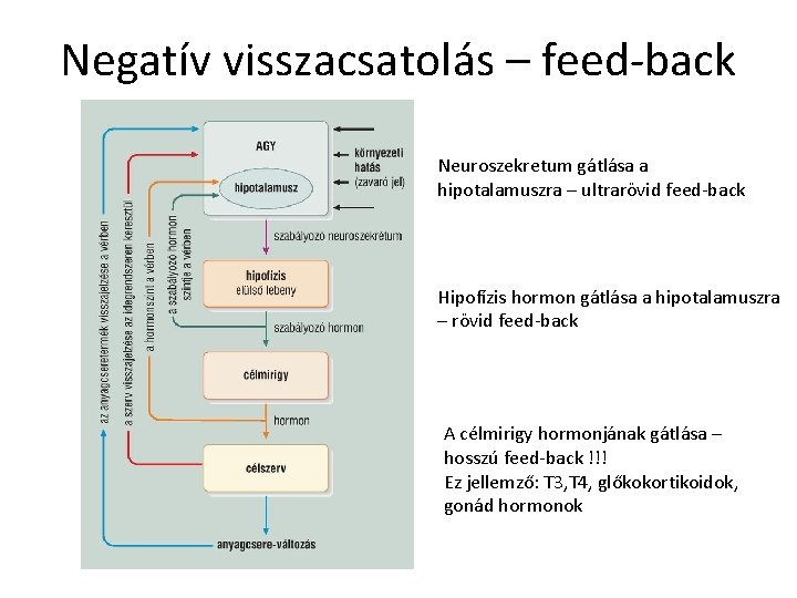 Negatív visszacsatolás – feed-back Neuroszekretum gátlása a hipotalamuszra – ultrarövid feed-back Hipofízis hormon gátlása