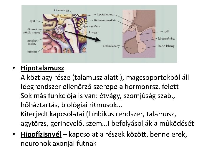 • Hipotalamusz A köztiagy része (talamusz alatti), magcsoportokból áll Idegrendszer ellenőrző szerepe a