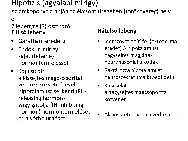 Hipofízis (agyalapi mirigy) Az arckoponya alapján az ékcsont üregében (töröknyereg) hely. el 2 lebenyre