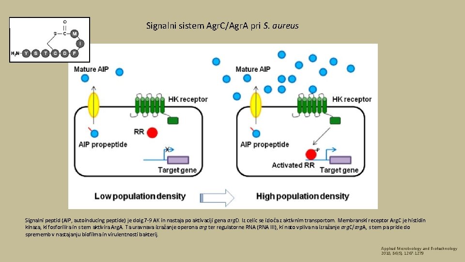 Signalni sistem Agr. C/Agr. A pri S. aureus Signalni peptid (AIP, autoinducing peptide) je