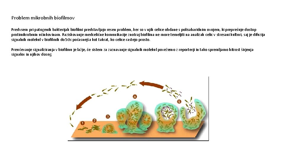 Problem mikrobnih biofilmov Predvsem pri patogenih bakterijah biofilmi predstavljajo resen problem, ker so v