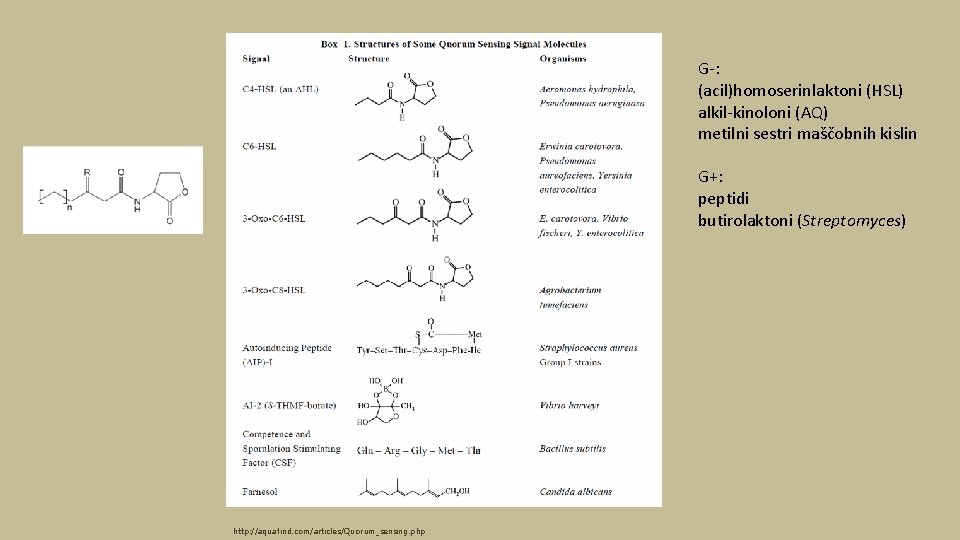 G-: (acil)homoserinlaktoni (HSL) alkil-kinoloni (AQ) metilni sestri maščobnih kislin G+: peptidi butirolaktoni (Streptomyces) http:
