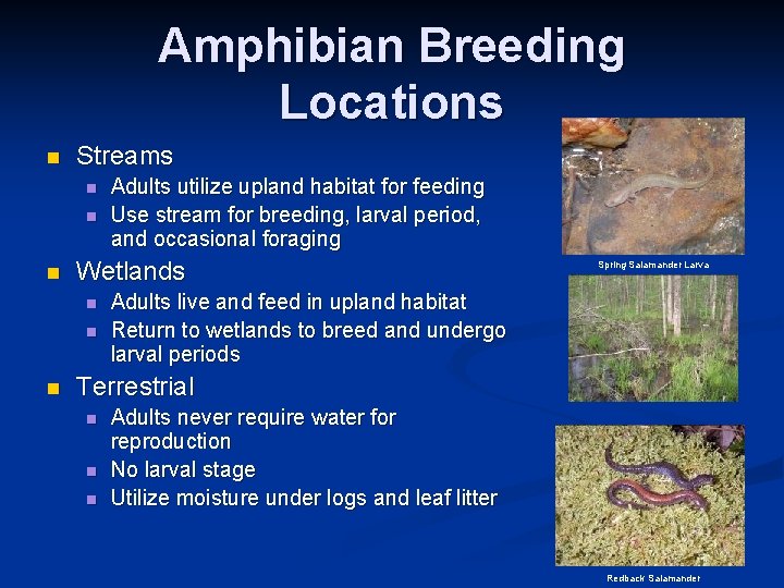 Amphibian Breeding Locations n Streams n n n Wetlands n n n Adults utilize