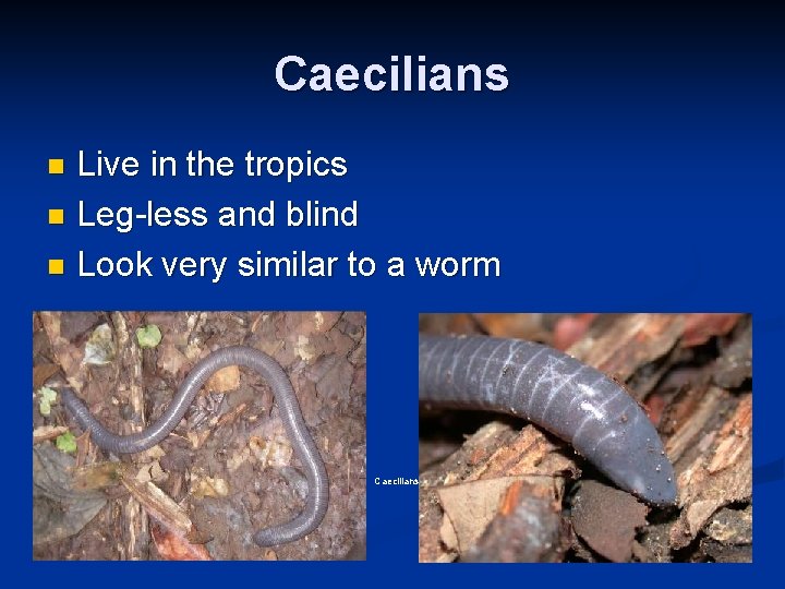 Caecilians Live in the tropics n Leg-less and blind n Look very similar to