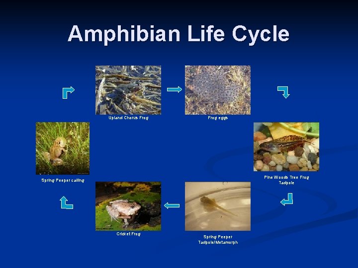 Amphibian Life Cycle Upland Chorus Frog eggs Pine Woods Tree Frog Tadpole Spring Peeper