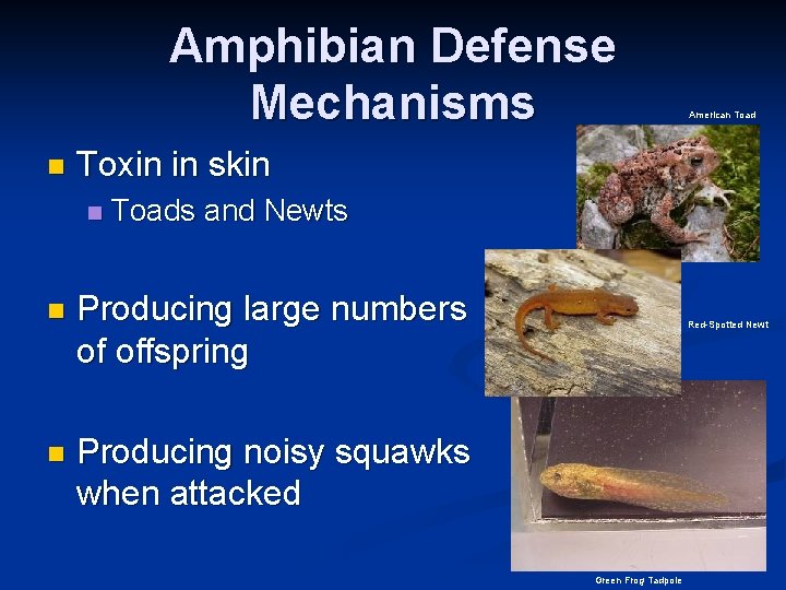 Amphibian Defense Mechanisms n American Toad Toxin in skin n Toads and Newts n