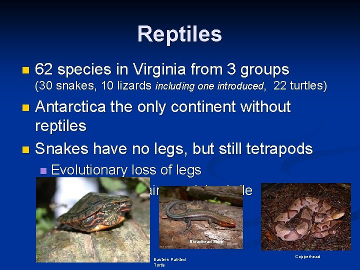 Reptiles n 62 species in Virginia from 3 groups (30 snakes, 10 lizards including