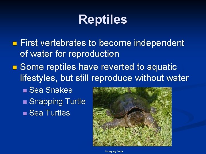 Reptiles First vertebrates to become independent of water for reproduction n Some reptiles have