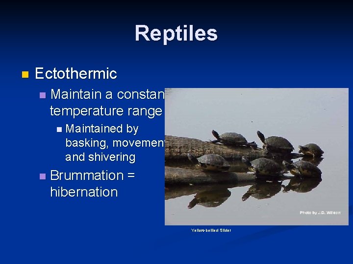 Reptiles n Ectothermic n Maintain a constant temperature range n Maintained by basking, movement,