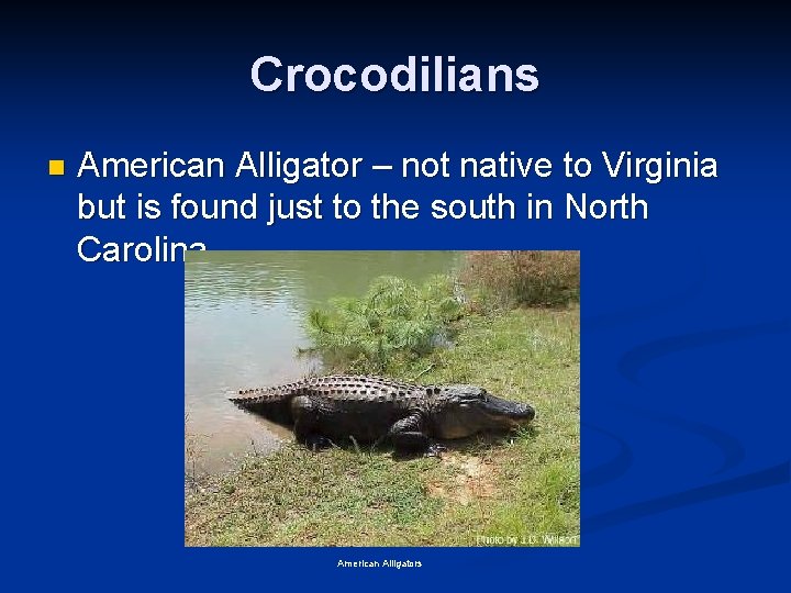 Crocodilians n American Alligator – not native to Virginia but is found just to