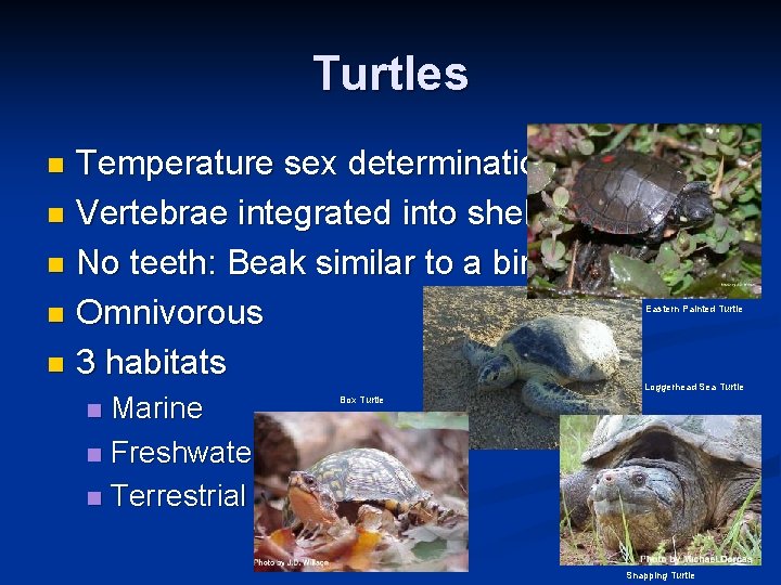 Turtles Temperature sex determination n Vertebrae integrated into shell n No teeth: Beak similar