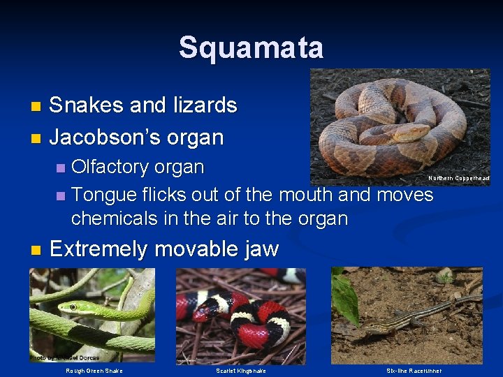 Squamata Snakes and lizards n Jacobson’s organ n Olfactory organ n Tongue flicks out