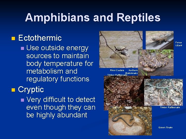 Amphibians and Reptiles n Ectothermic n n Use outside energy sources to maintain body