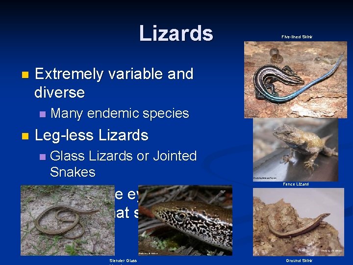 Lizards n Extremely variable and diverse n n Many endemic species Leg-less Lizards n