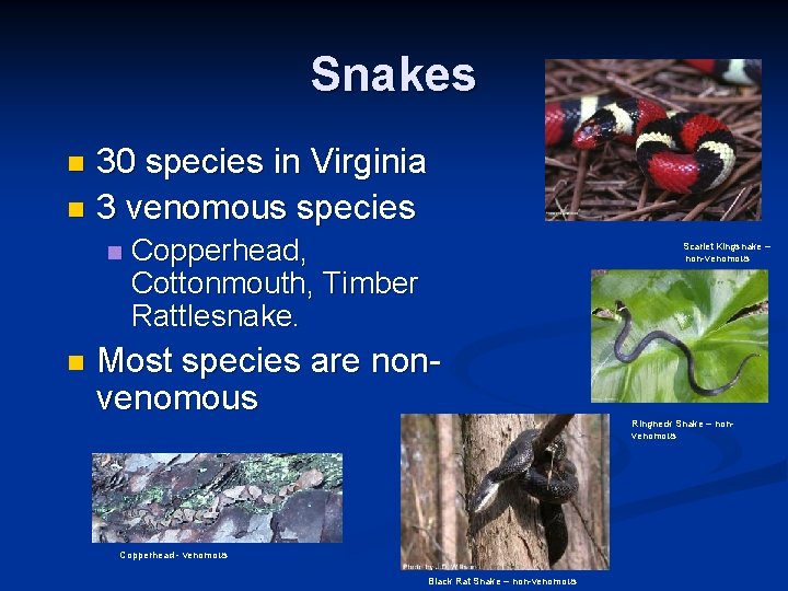 Snakes 30 species in Virginia n 3 venomous species n n n Copperhead, Cottonmouth,