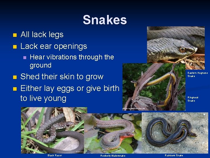 Snakes n n All lack legs Lack ear openings n n n Hear vibrations