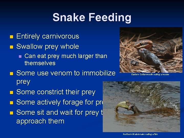 Snake Feeding n n Entirely carnivorous Swallow prey whole n n n Can eat