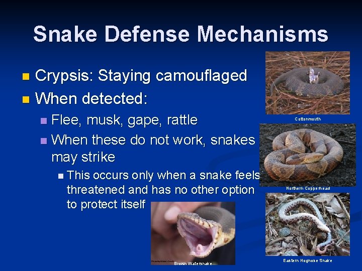 Snake Defense Mechanisms Crypsis: Staying camouflaged n When detected: n Flee, musk, gape, rattle