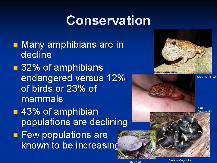 Conservation Many amphibians are in decline n 32% of amphibians endangered versus 12% of