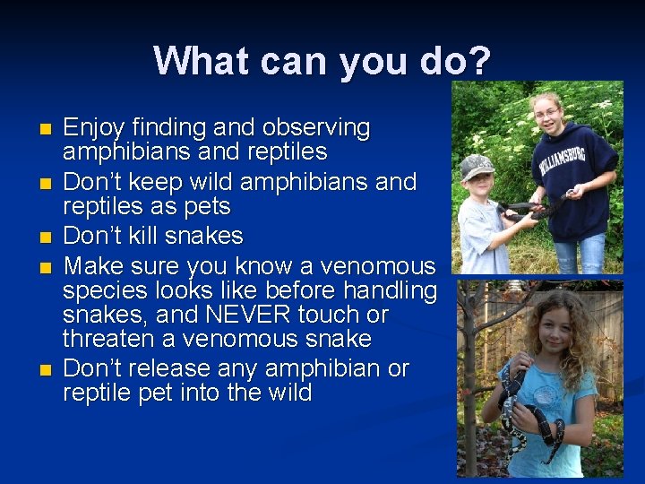 What can you do? n n n Enjoy finding and observing amphibians and reptiles