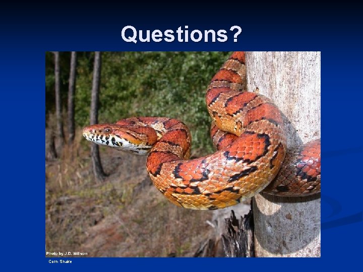 Questions? Corn Snake 