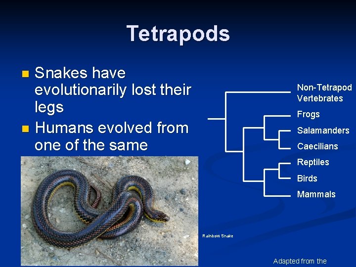 Tetrapods Snakes have evolutionarily lost their legs n Humans evolved from one of the
