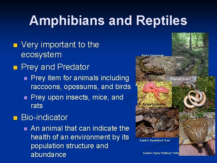 Amphibians and Reptiles n n Very important to the ecosystem Prey and Predator n