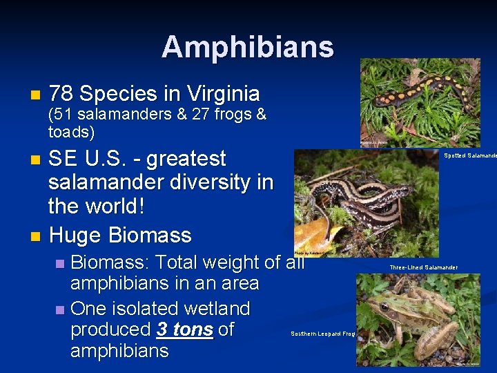 Amphibians n 78 Species in Virginia (51 salamanders & 27 frogs & toads) SE