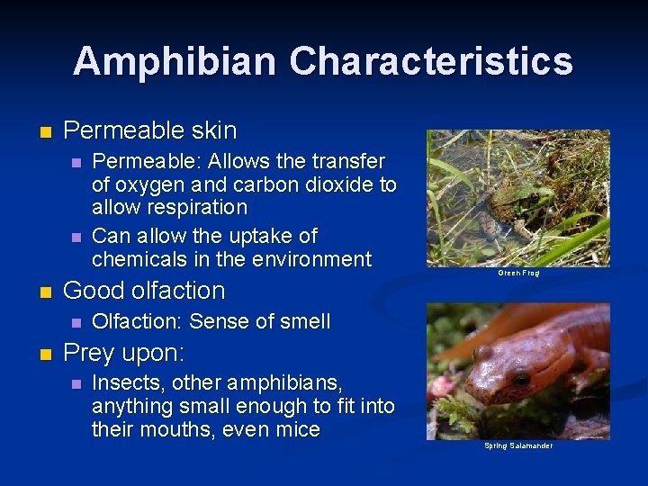 Amphibian Characteristics n Permeable skin n Good olfaction n n Permeable: Allows the transfer