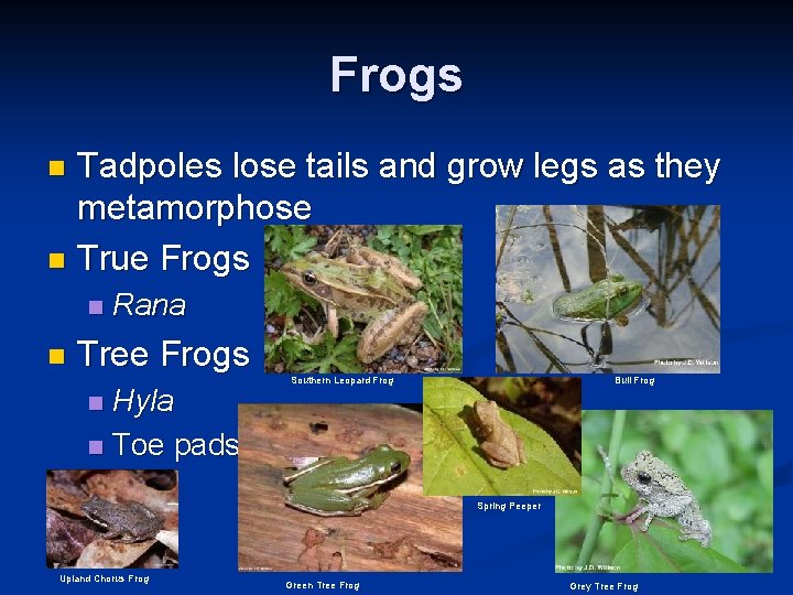 Frogs Tadpoles lose tails and grow legs as they metamorphose n True Frogs n