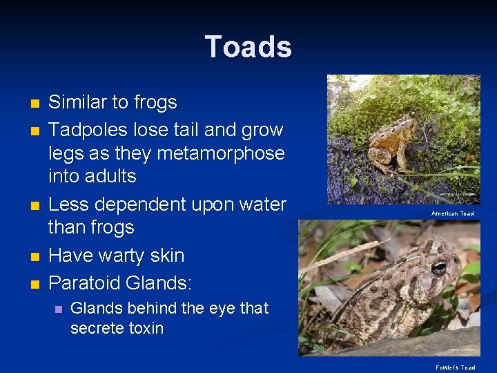 Toads n n n Similar to frogs Tadpoles lose tail and grow legs as