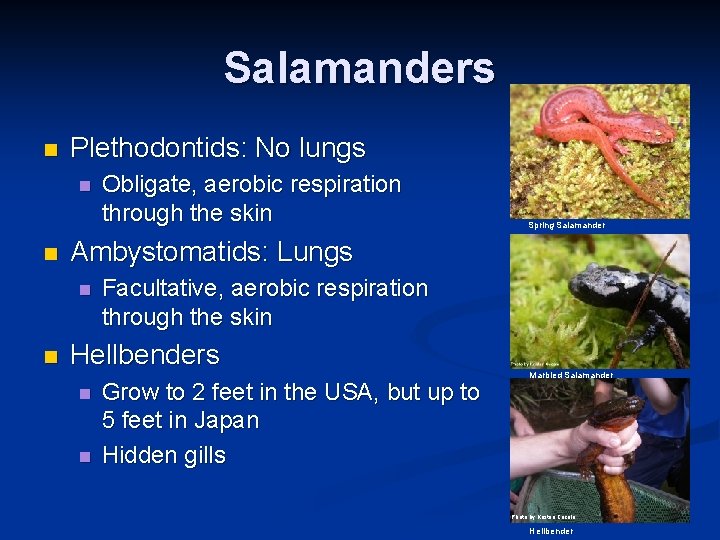 Salamanders n Plethodontids: No lungs n n Spring Salamander Ambystomatids: Lungs n n Obligate,