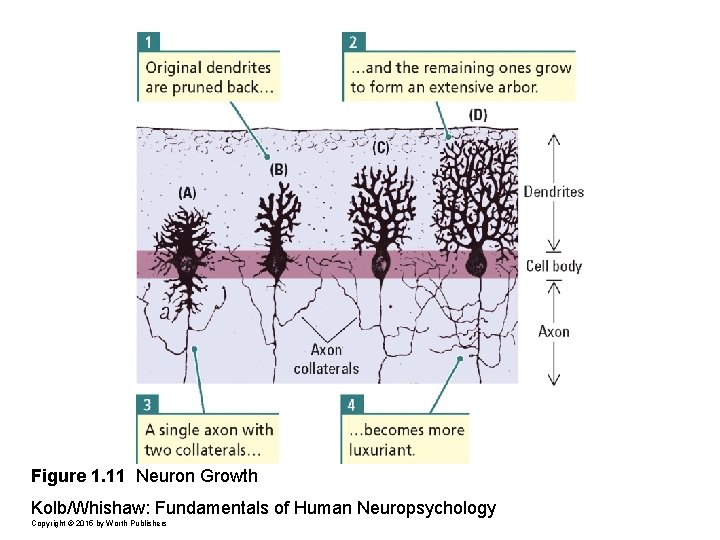 Figure 1. 11 Neuron Growth Kolb/Whishaw: Fundamentals of Human Neuropsychology Copyright © 2015 by